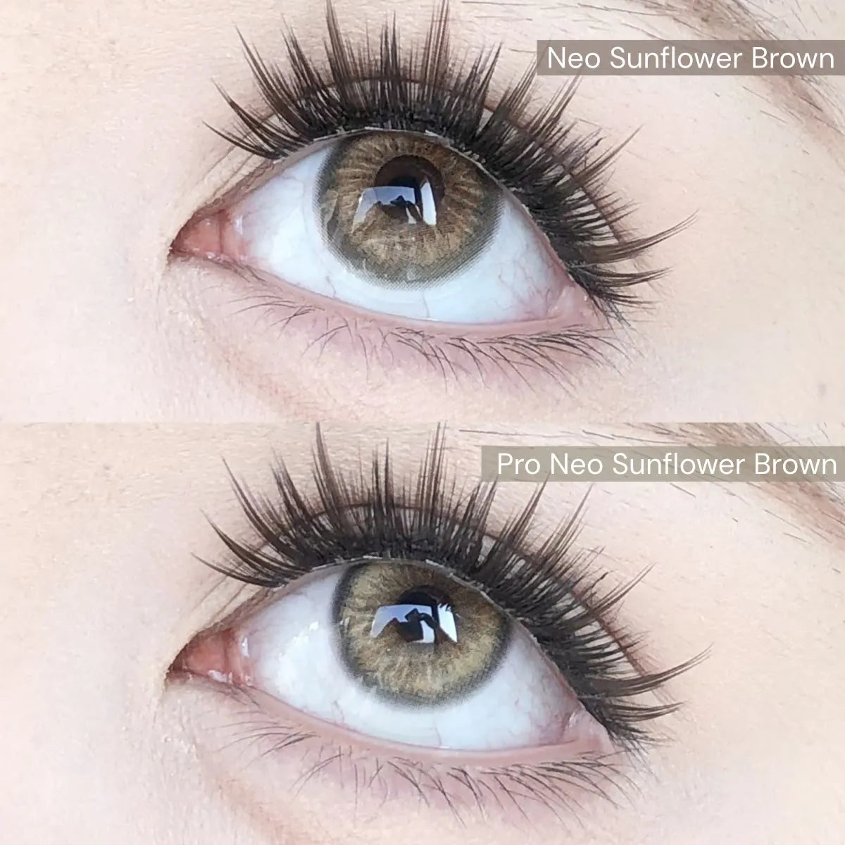 Contact Lenses